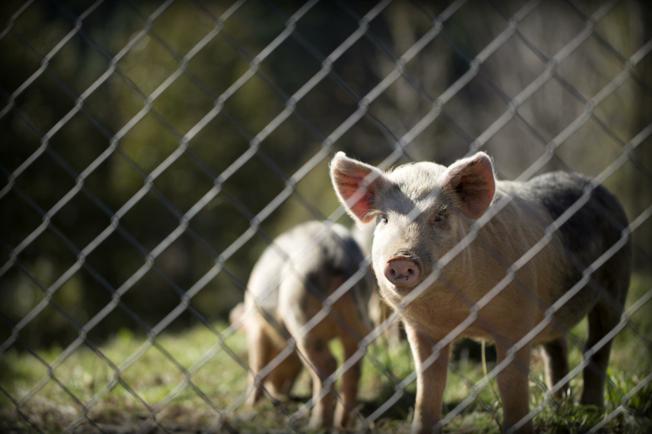 freepig