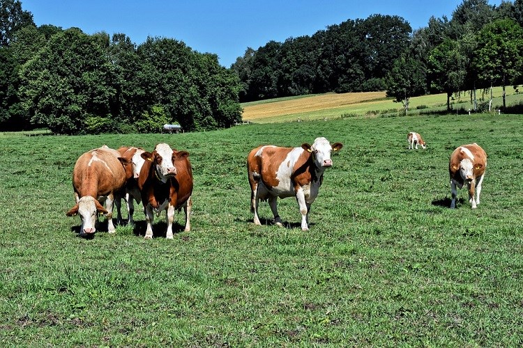 krave