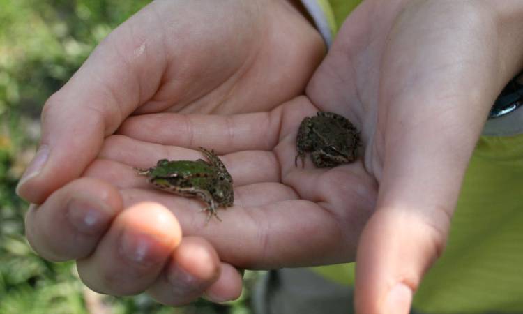 Svjetski je dan močvarnih staništa: Tri creta u Karlovačkoj županiji ostaci su prirode iz ledenog doba